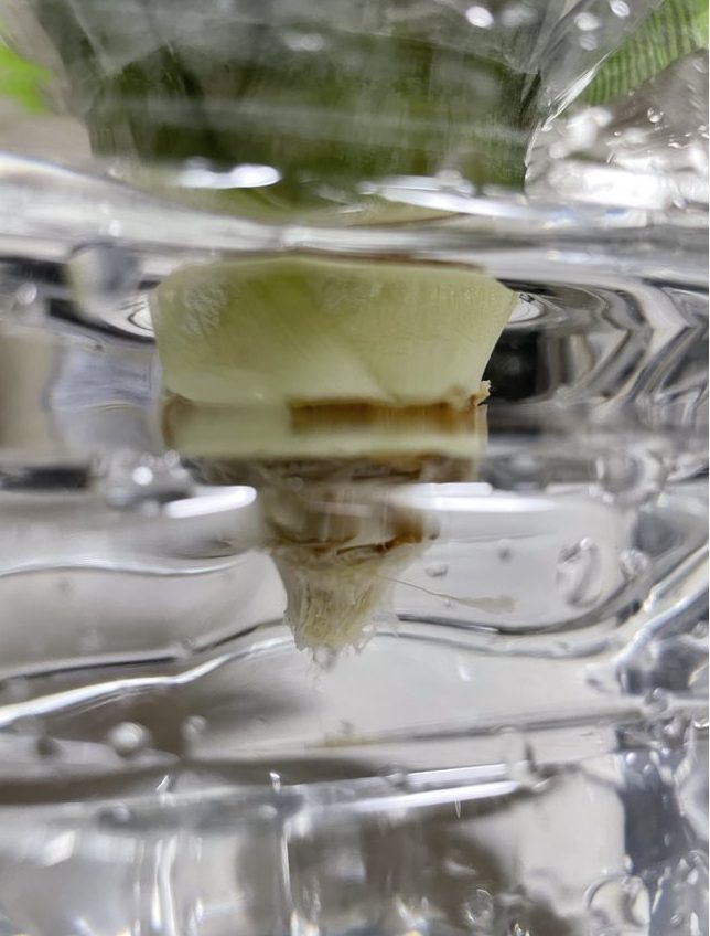 白い細長いものが生えてきた水耕栽培のパイナップル